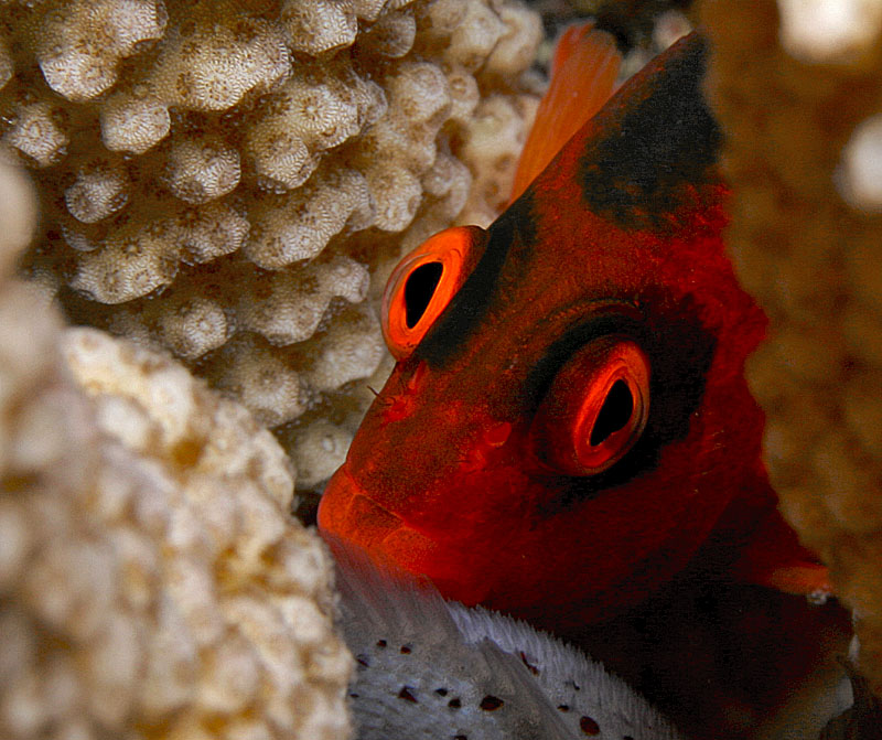 Neocirrhites armatus (Pesce falco fuoco)